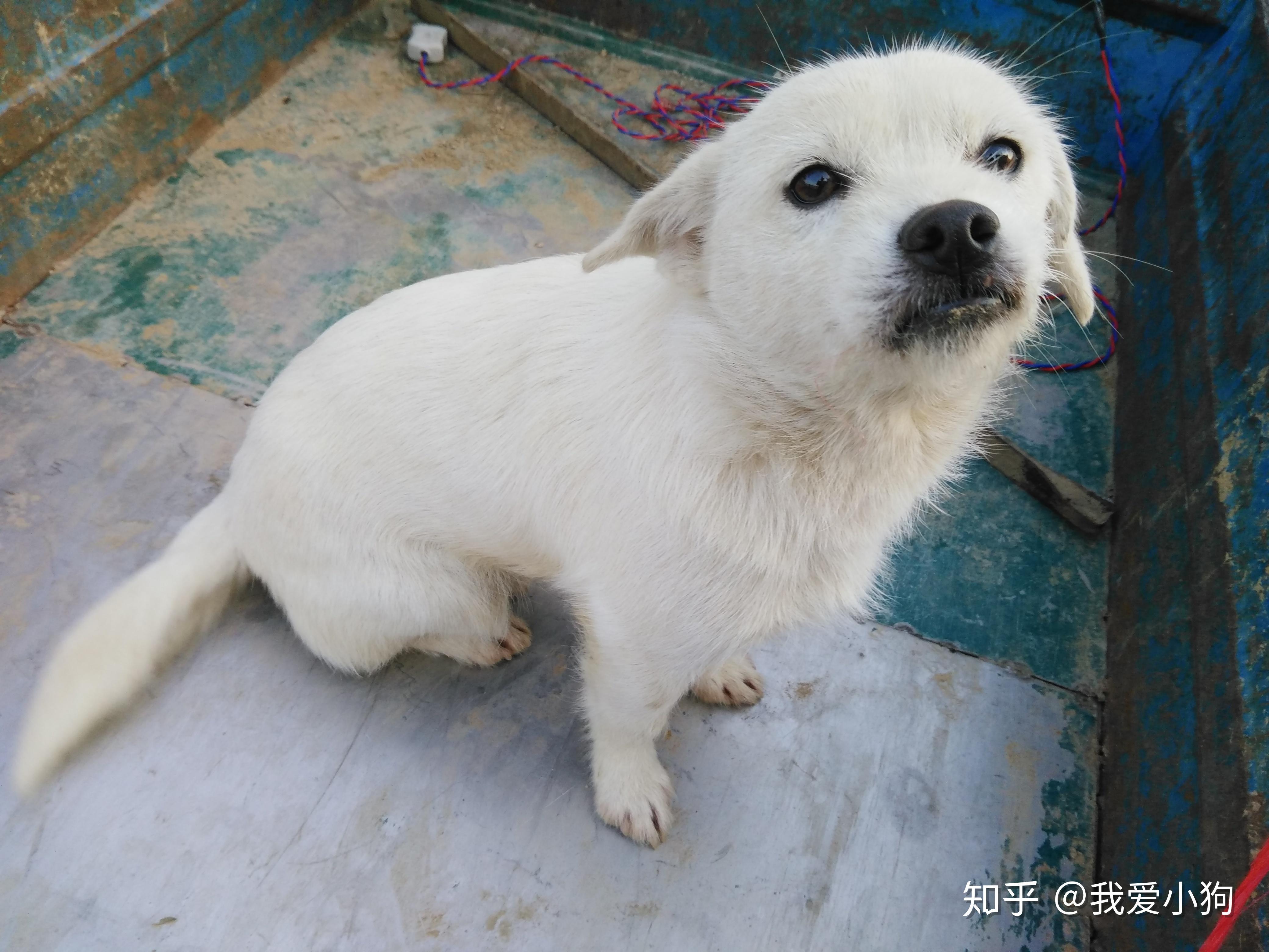 萌宠新宠，那些让人爱不释手的好听小狗名字插图