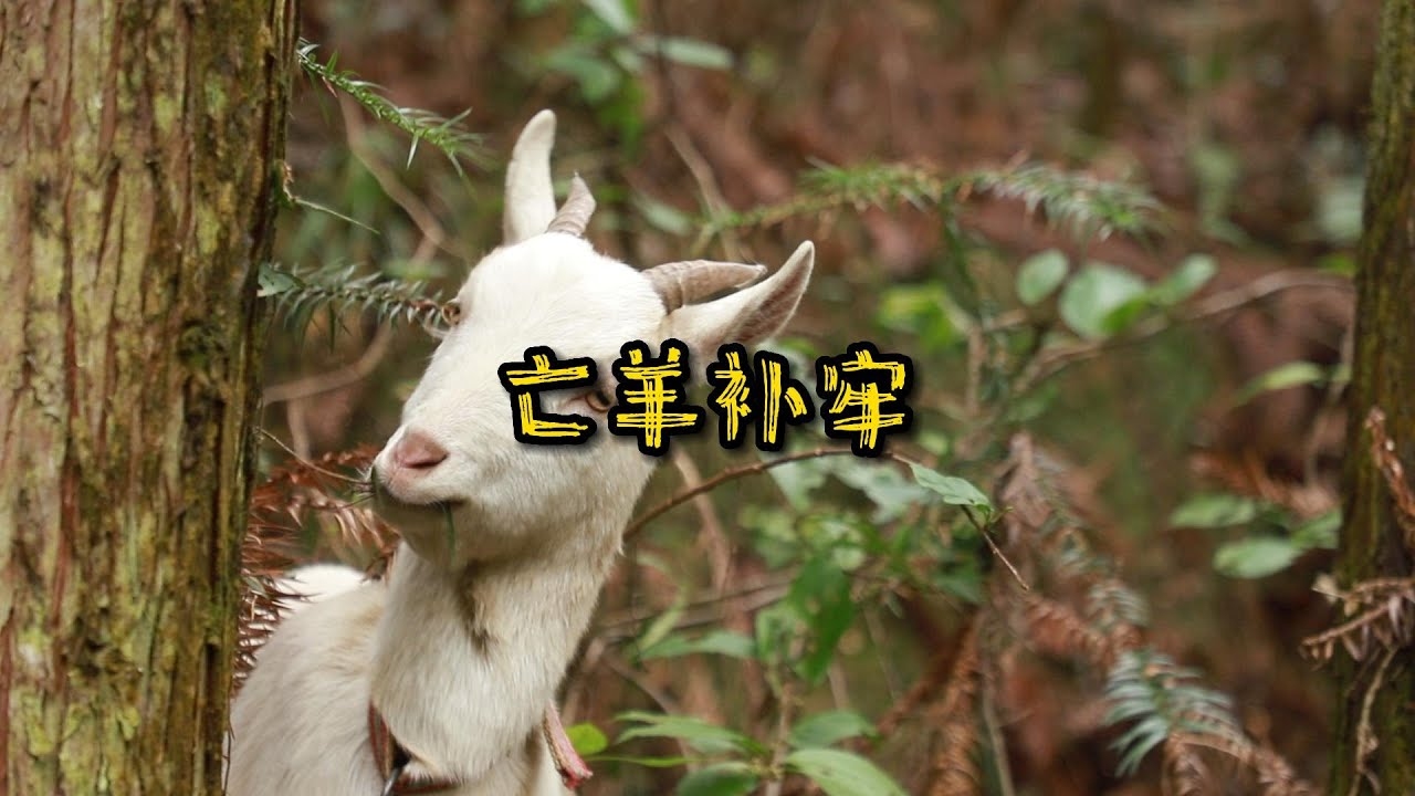 亡羊补牢,谜底揭晓,生肖猴插图 亡羊补牢,谜底揭晓,生肖猴插图