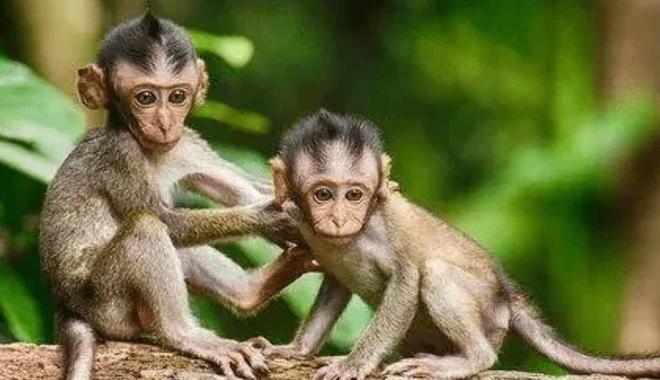 属猴、狗人2027年年龄及虚岁解析插图