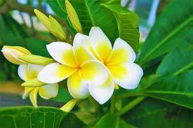 揭秘粗枝大叶的生肖插图