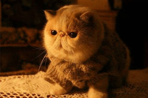 Garfield，一只懒洋洋的猫咪的魅力之旅插图