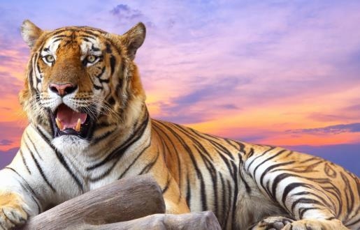 2010虎年，金虎性格与命运解析插图