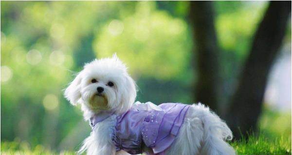 1994年属狗人，山头火命，缺金水需控情绪插图