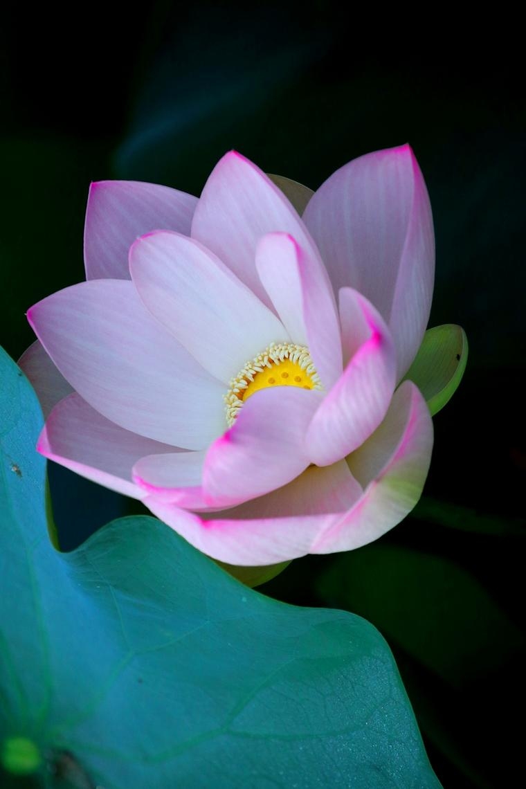 幽雅,一种超越世俗的雅致之美插图 幽雅,一种超越世俗的雅致之美插图