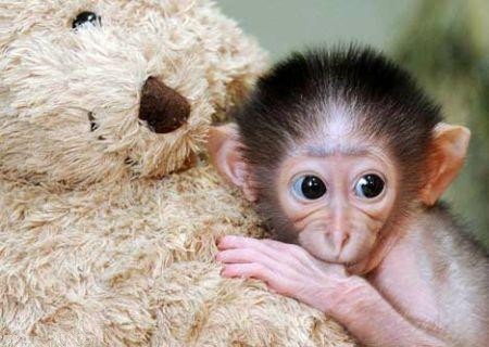 属鼠与牛、龙、猴最配，幸福长久插图