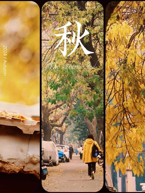 11月13日，秋意浓情的日子插图