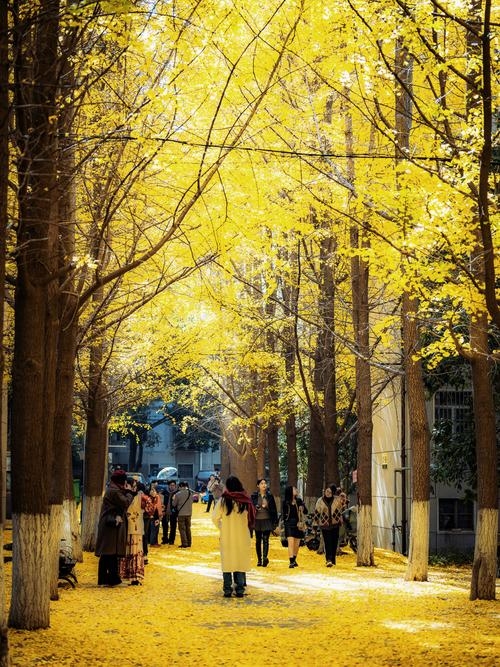 11月14日，秋意浓情的日子插图