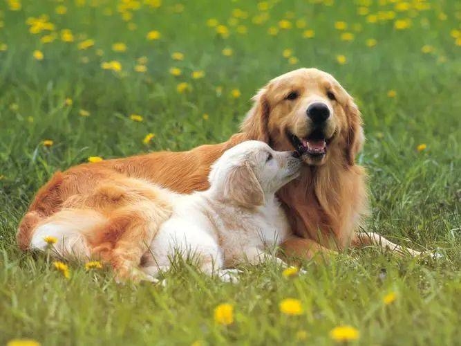 属狗最配属相的探讨插图