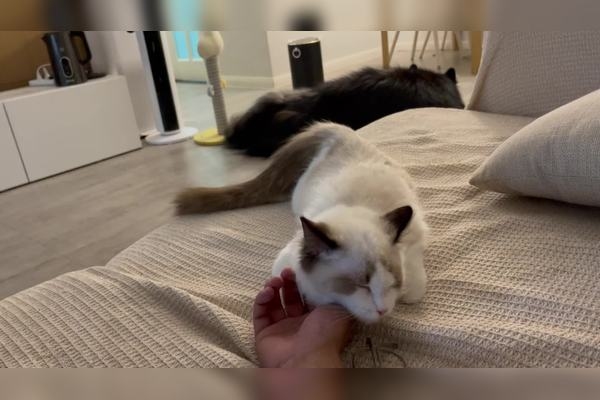 🌈 治愈系可爱网名，唤醒心尖上的小猫咪🐱✨插图