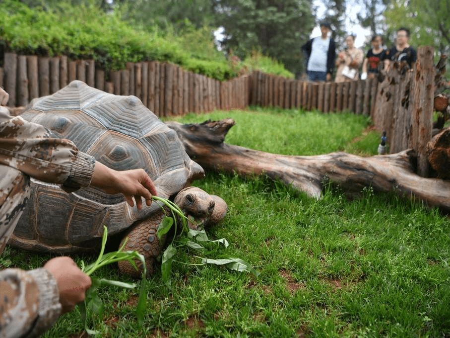 龟寿之最，亚达伯拉象龟256岁传奇插图