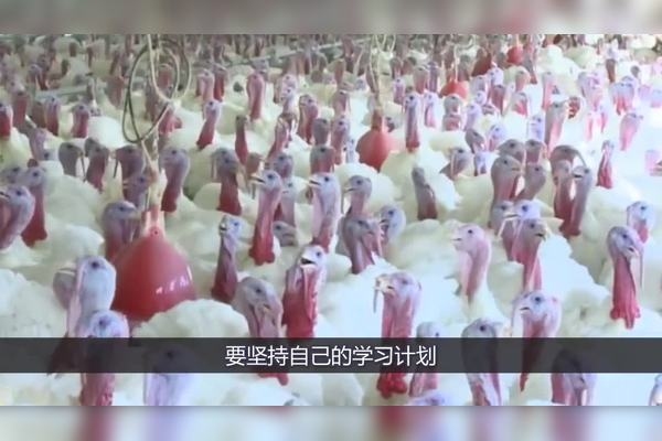 艳阳高照下的生肖—鸡插图 艳阳高照下的生肖—鸡插图