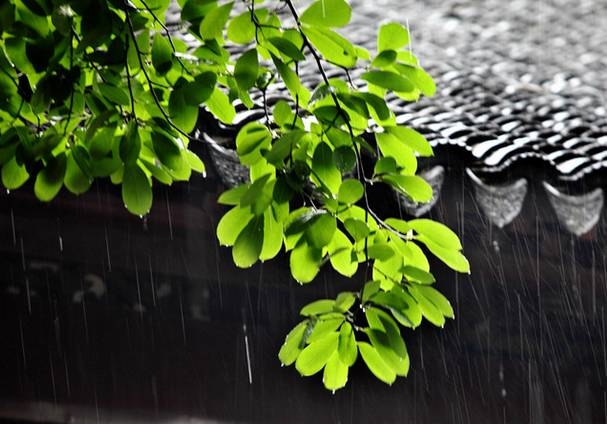 梅雨季节的梅含义多插图