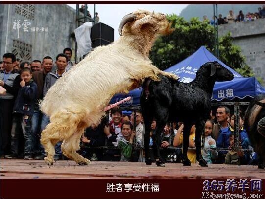 羊与人的交匹配过程插图