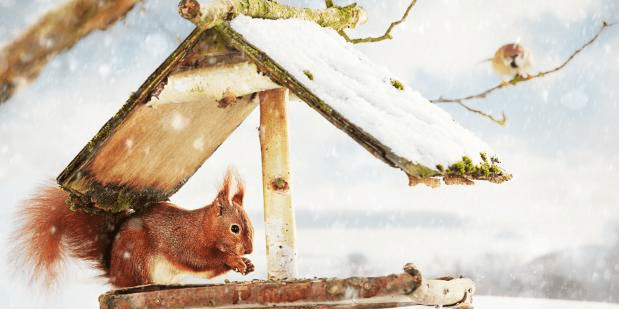 骄阳似火与生肖插图 骄阳似火与生肖插图