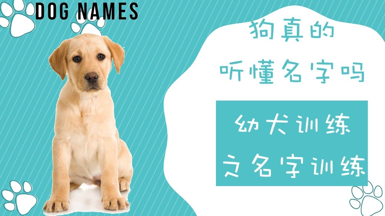狗英文名字，全球犬族的智慧密码插图