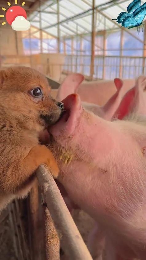 狗与猪交配，一个不可能实现的生物学奇迹插图