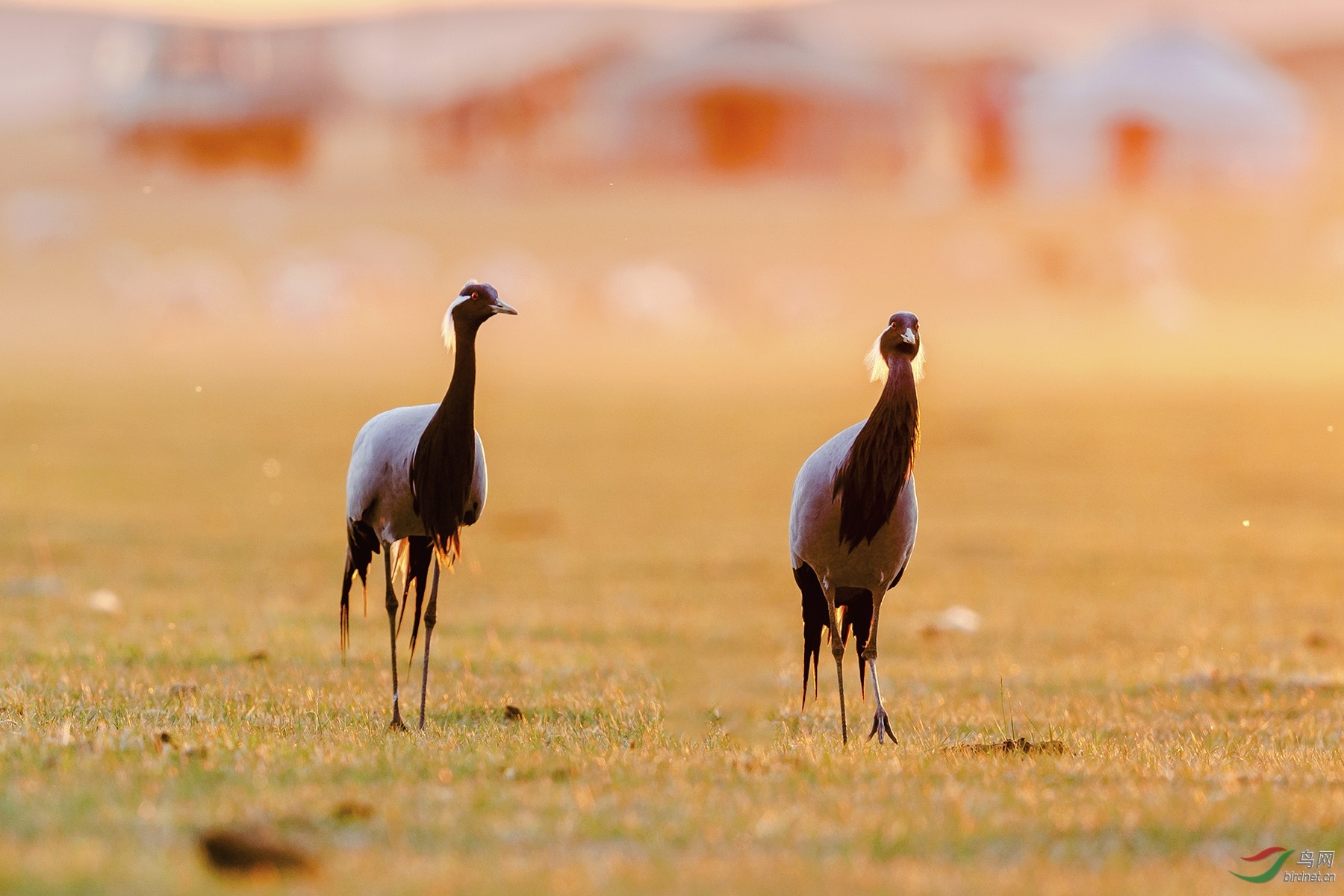 夕阳西下映生肖插图