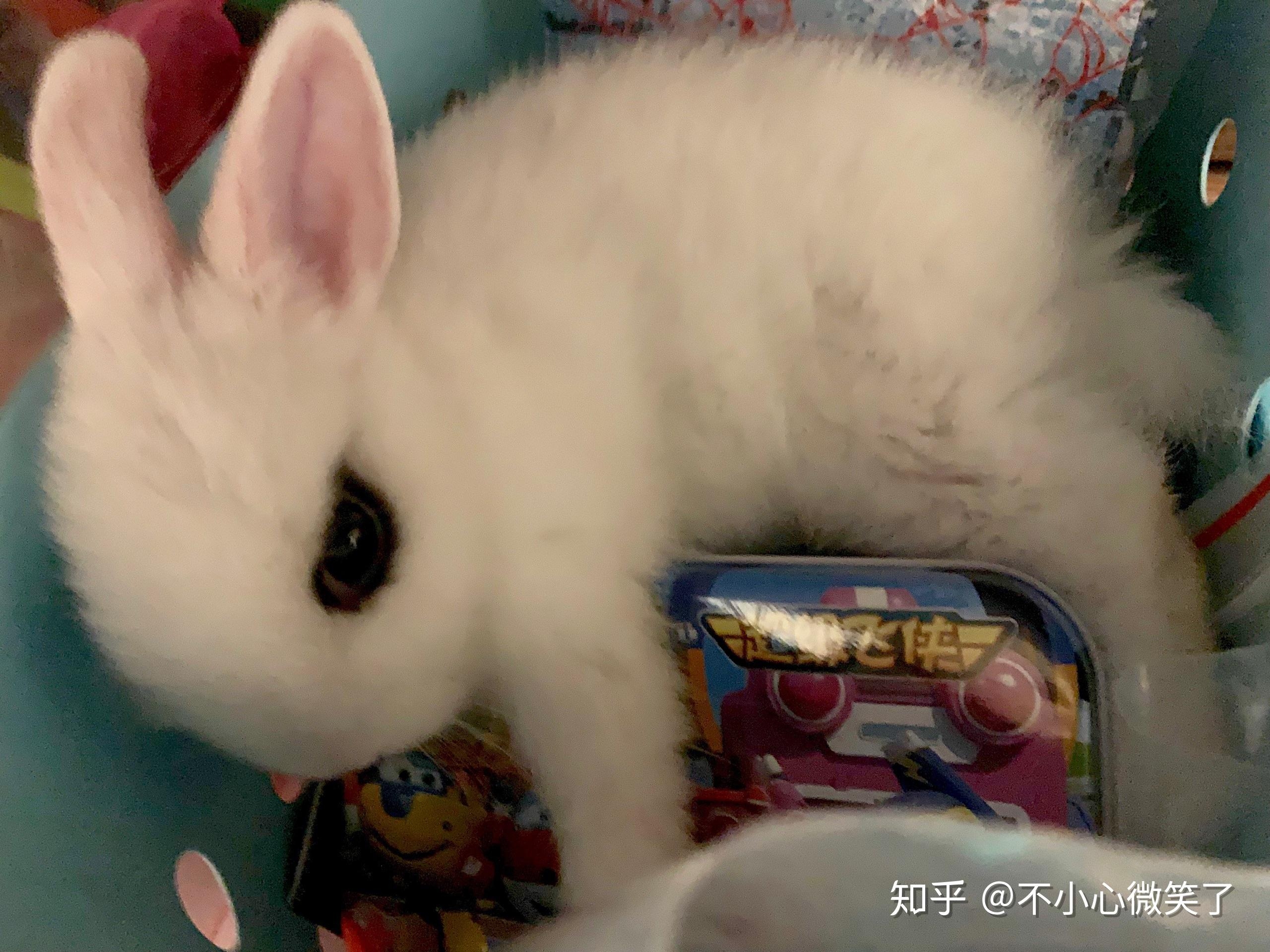 兔子的网名，萌宠与创意的碰撞插图