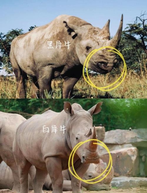 犀照牛渚与生肖之谜插图