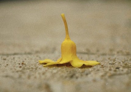 6字网名，个性与文化的交织插图