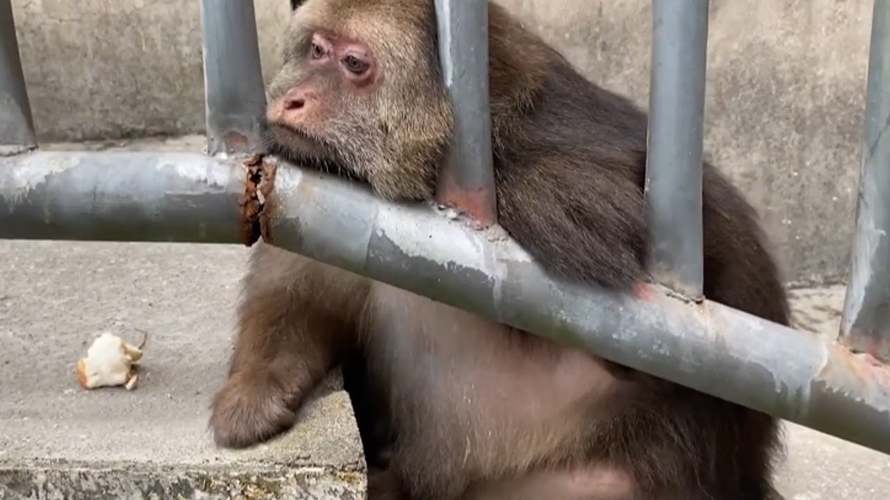 猴子性格平和，适应环境又个性独特；谐音表达需关注内心平衡 。插图