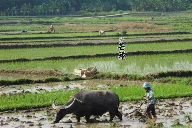 芒种，土命人交运的黄金时刻插图