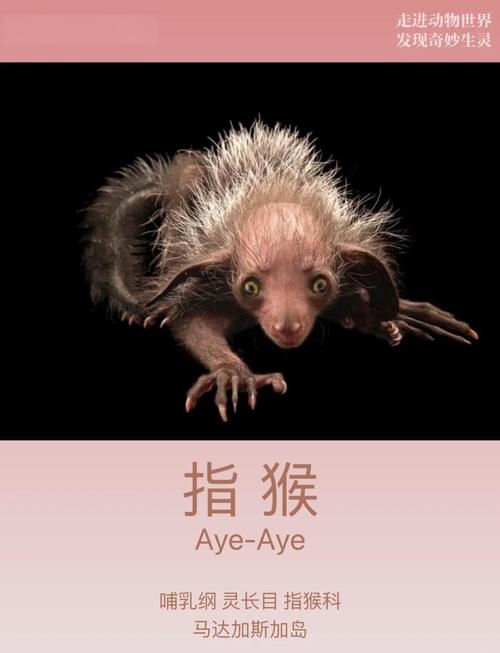 一步三思指生肖猴插图