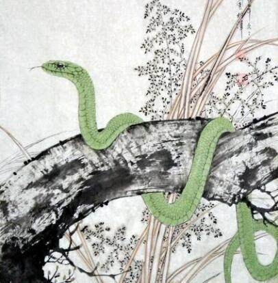 一尘不染，最佳生肖—蛇插图