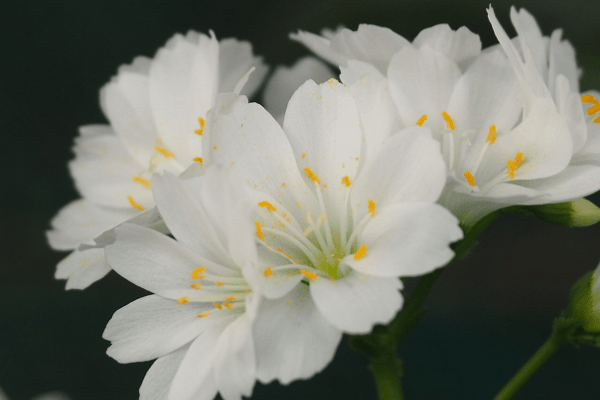 一春一秋不开花生肖揭秘插图 一春一秋不开花生肖揭秘插图