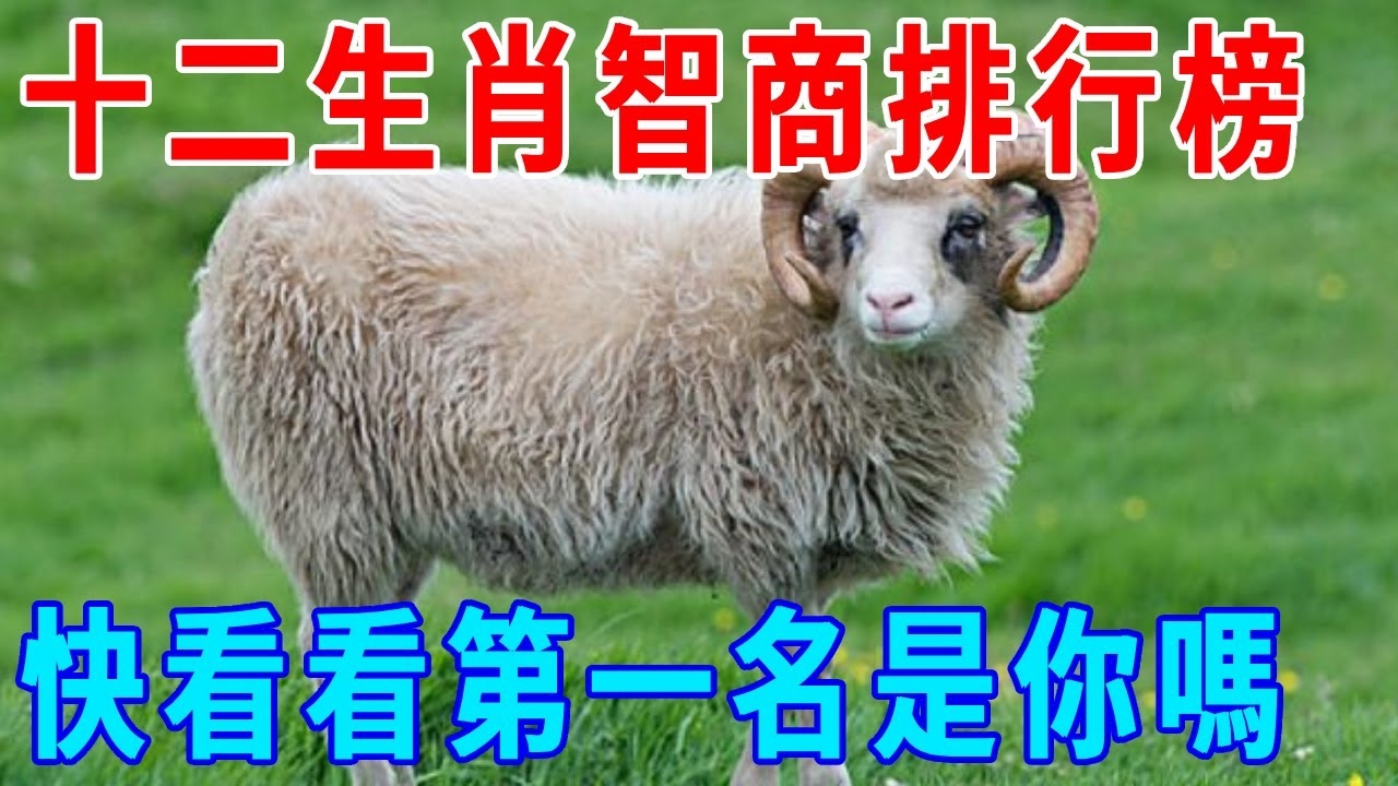 眼高手低打一生肖插图