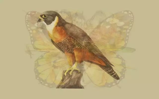 眼花缭乱，难以捉摸—生肖猴的奇幻魅力插图