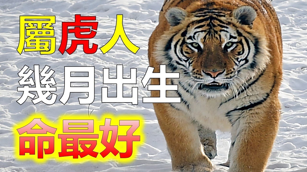 有勇无谋的生肖—虎插图