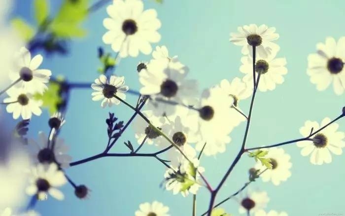 一剪梅花报春红，生肖探秘插图