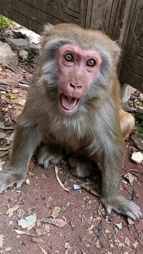 一言不合，生肖猴翻脸最快插图