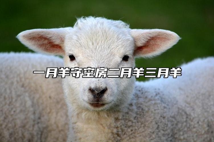 一月羊守空房,新年的温馨与期待插图 一月羊守空房,新年的温馨与期待插图