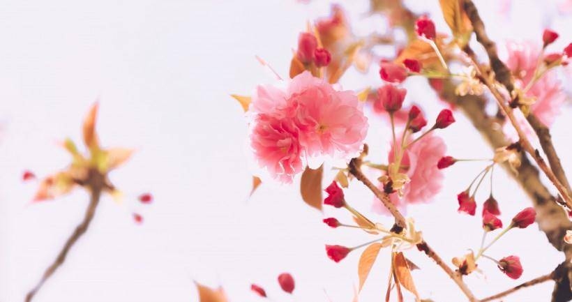 周而复始的生肖之谜插图