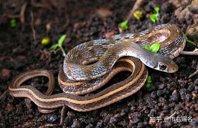 周公解梦，孕妇梦见蛇的象征意义插图