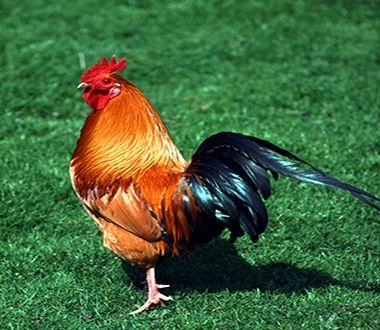 周公解梦之孕妇梦见狗的寓意插图