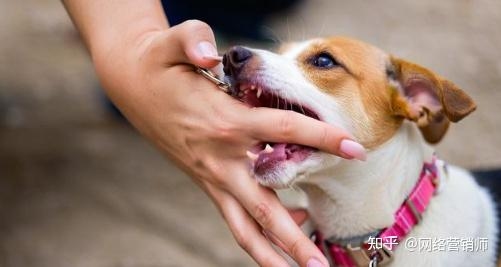 周公解梦，梦见狗咬我插图