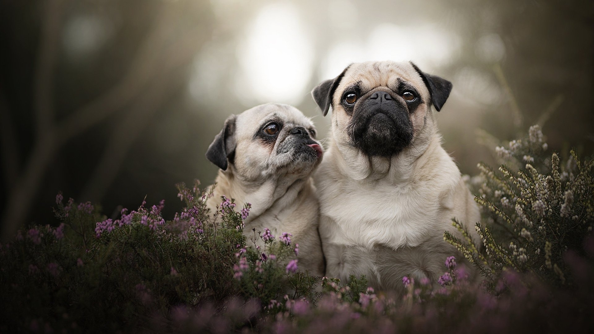 周公解梦大全查询免费，梦境的解读与启示插图