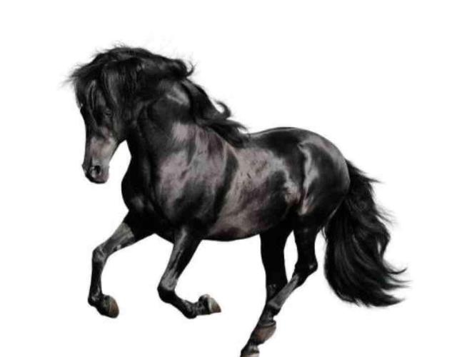 子午线上办得明指的生肖是马插图