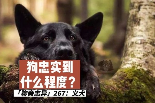 安身之狗的深义-新乐天