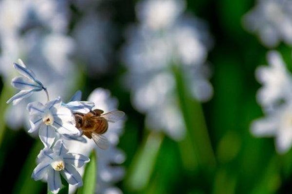 暗香浮动生肖探秘-新乐天