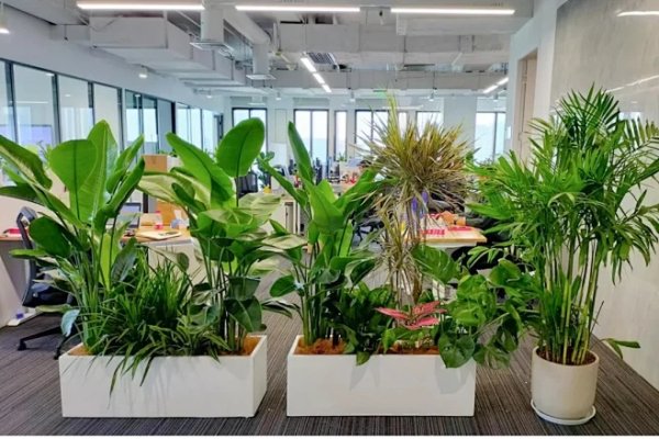 办公室植物摆放风水,打造和谐办公环境的艺术-新乐天