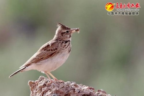 百灵鸟算命，古老智慧与现代生活的奇妙邂逅-新乐天