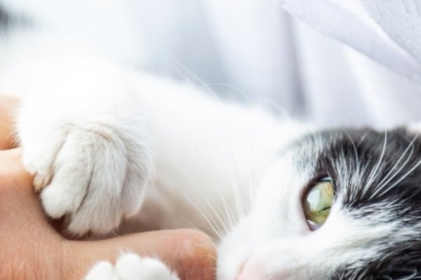 被猫咬，恋爱磨合期，需警惕身心不安，梦见宠物咬手预示身体伤痕，如何化解职场压力？-新乐天