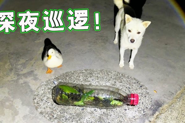 半夜三更打一个动物—谜中谜-新乐天