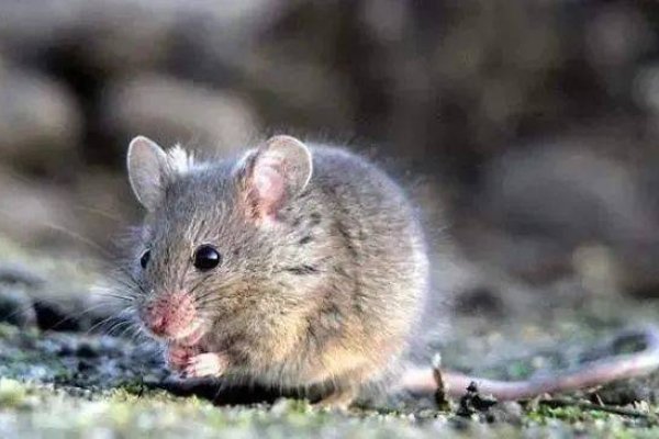 半夜三更的生肖动物—神秘之鼠-新乐天