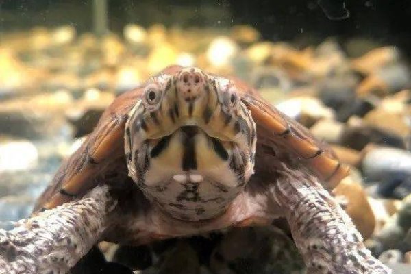 不宜养龟的四个属相-新乐天