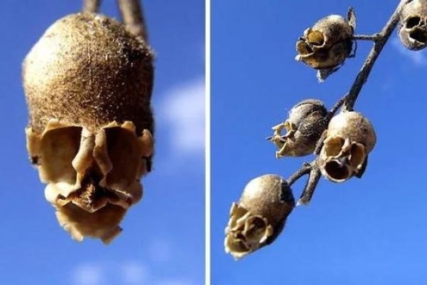 草木凋零生肖探-新乐天